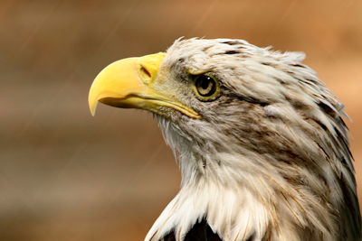 Close-up of a bird