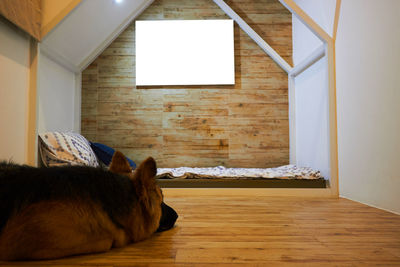 Dog relaxing on wooden floor