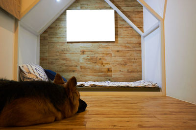 Close-up of dog on hardwood floor