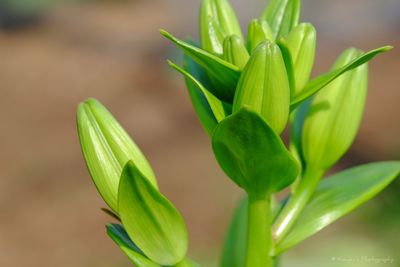 Close-up of green leaves