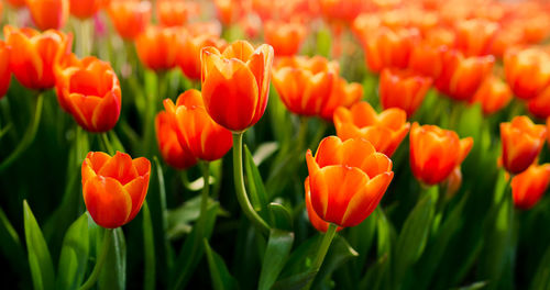 Close-up of orange tulips in field