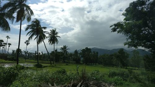 Scenic view of agricultural field against sky