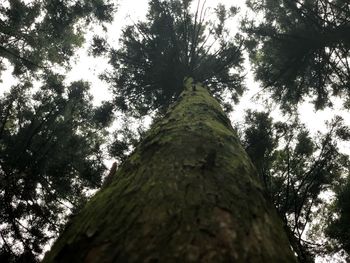 Low angle view of trees against sky