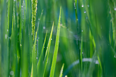 Close-up of wet grass