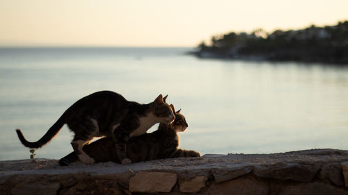 Two cats in the sunset