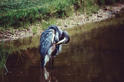 Gray heron cleaning feather in lake