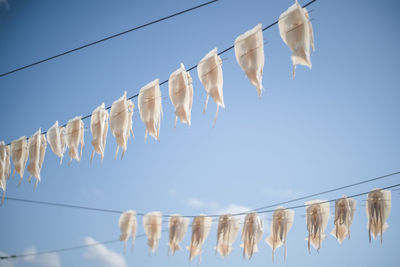 Squid drying like laundry at yobuko fishing port, karatsu city, saga prefecture.