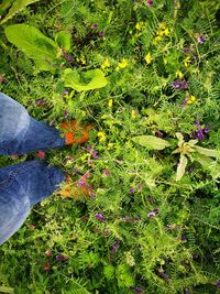 Plants growing on field