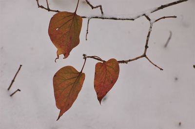 Close-up of dry leaves on branch during winter
