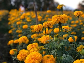 Close-up of yellow flowers