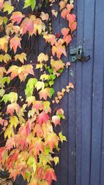 Close-up of maple leaves on door