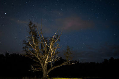 Silhouette tree against sky at night