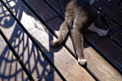 High angle view of a cat lying on wood