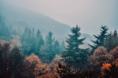 Pine trees in forest against sky during winter