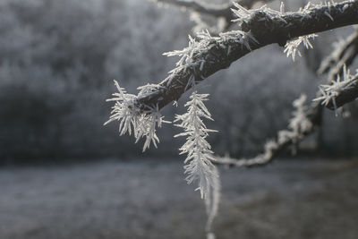 Close-up of frozen plant