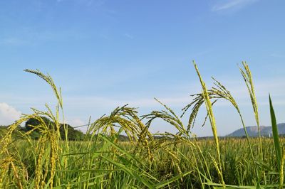 Crops growing on field against sky