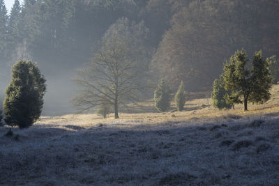 Trees on field against sky