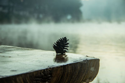 Close-up of stone on wood against lake