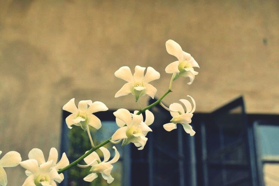 flower, freshness, petal, fragility, flower head, white color, growth, focus on foreground, beauty in nature, nature, close-up, blooming, in bloom, blossom, stem, day, plant, outdoors, no people, white