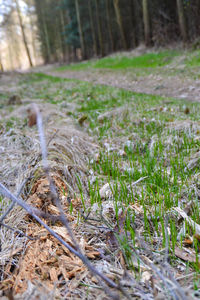 Close-up of grass