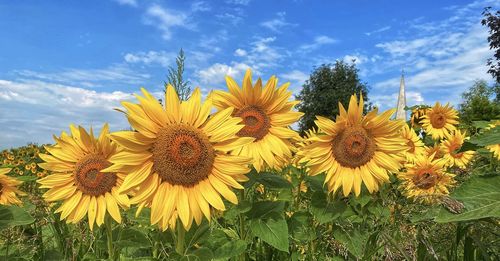 Close-up of yellow flowering plants against sky