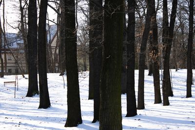 tree