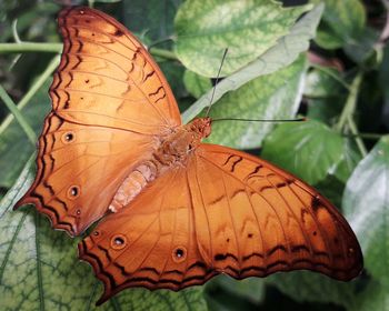 Close-up of butterfly on plant