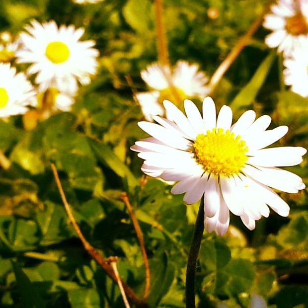 flower, freshness, petal, fragility, flower head, growth, daisy, beauty in nature, pollen, blooming, focus on foreground, close-up, white color, nature, plant, yellow, in bloom, stem, blossom, outdoors