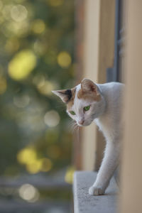 Close-up of cat