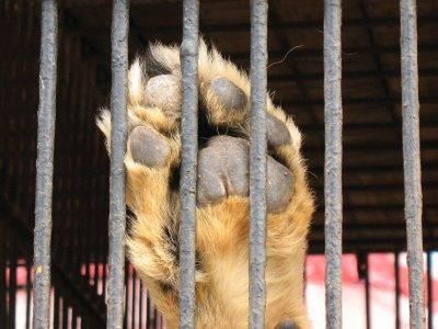 animal themes, mammal, one animal, domestic animals, livestock, cage, animals in captivity, fence, close-up, animal head, wildlife, zoo, focus on foreground, animal body part, animals in the wild, herbivorous, horse, day, metal, outdoors