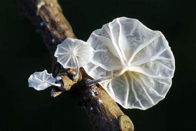 Close-up of white rose against black background