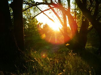 Sun shining through trees