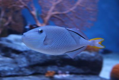 Close-up of fish underwater