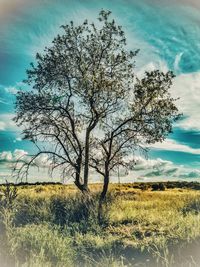 Tree on field against sky