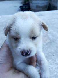 Close-up portrait of white puppy