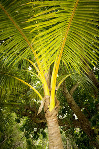 Palm trees growing in forest