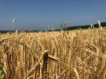 Scenic view of wheat field against sky