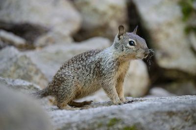 Close-up of squirrel on rock