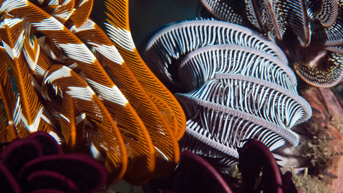 Close-up of spiral for sale in market