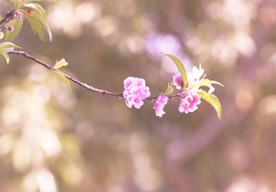 Close-up of pink flowering plant