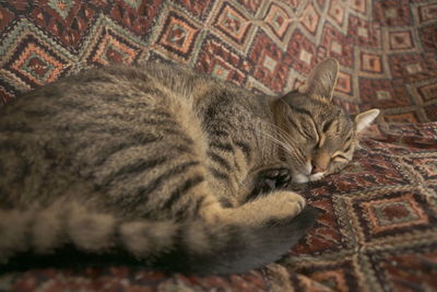 Close-up of cat sleeping