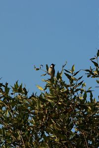 Low angle view of birds perching on tree against clear blue sky