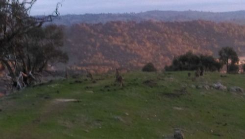 Trees on field against sky