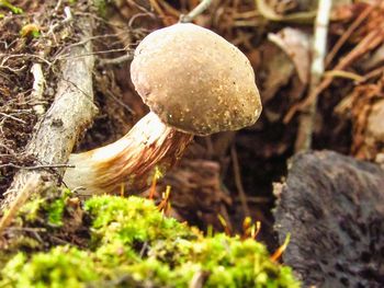 Close-up of mushroom growing on tree in forest