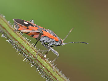 Close-up of insect on leaf