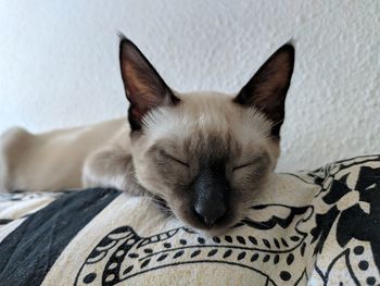 Close-up of cat resting on sofa at home