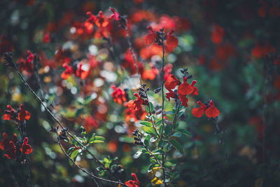 Close-up of insect on red flowering plant