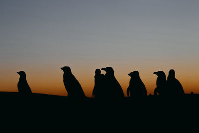 Magellanic penguin in patagonia.