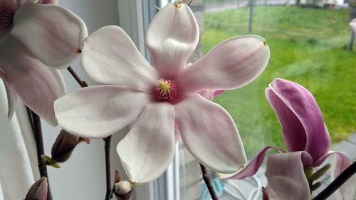 Close-up of pink orchids