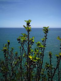 Scenic view of sea against clear blue sky